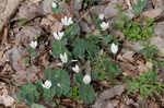 Bloodroot